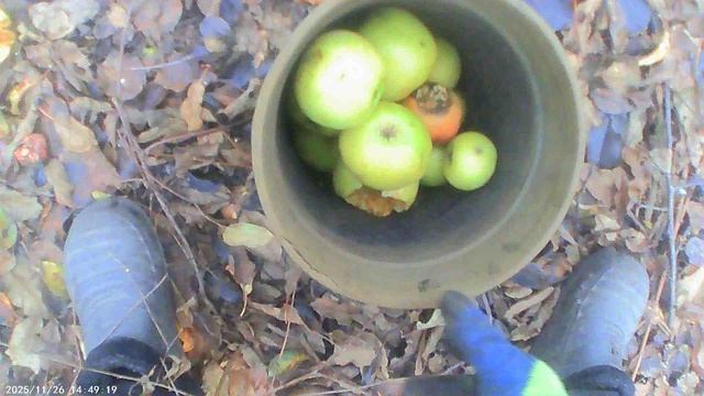 Работаю в саду поздней осенью - собираю падалицу яблок