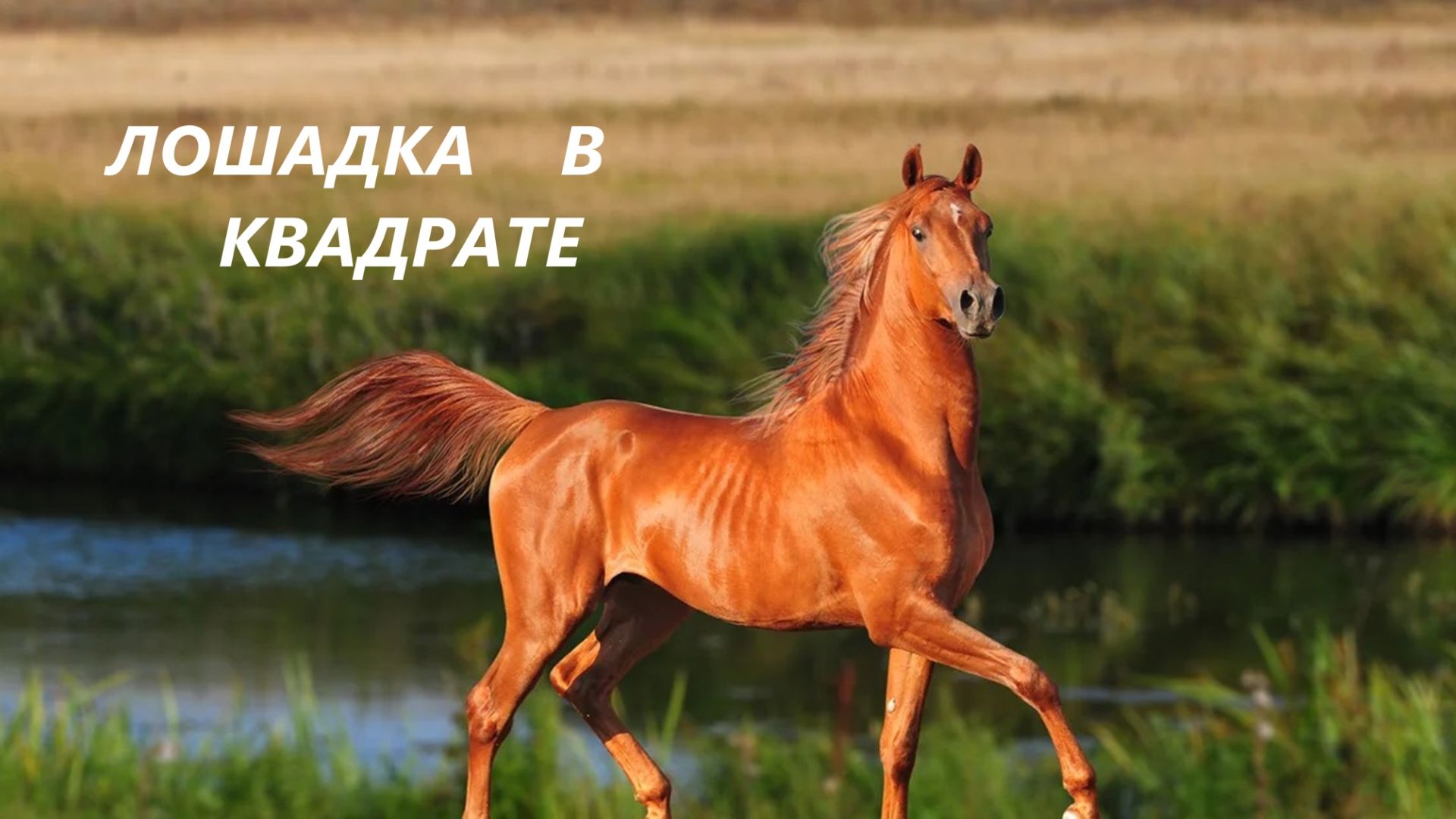 Косметичка-папочка.Подарки.(ноябрь 2025г)