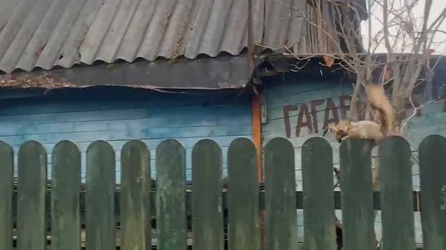 Белка на даче