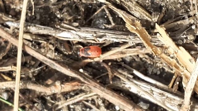 Клоп-солдатик, красноклоп бескрылый (Pyrrhocoris apterus)