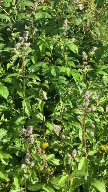 Ленинградская область. Хвойное. 16.07.2024. Дача. Обильно цветущая мята перечная