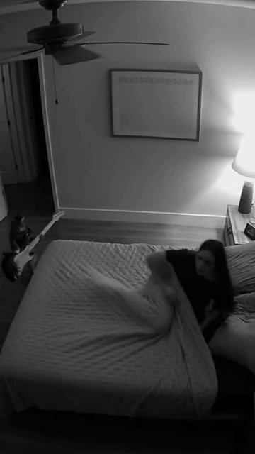 #shorts кот с гитарой