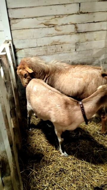 Бонифаций и Селестина: история козлиной любви ❤️🐐