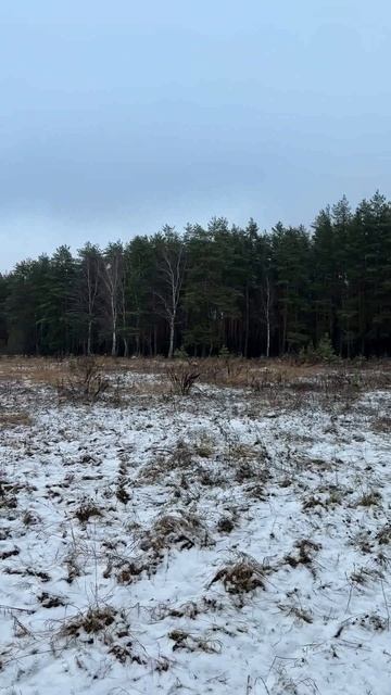 anzl.ru в сосновом бору.