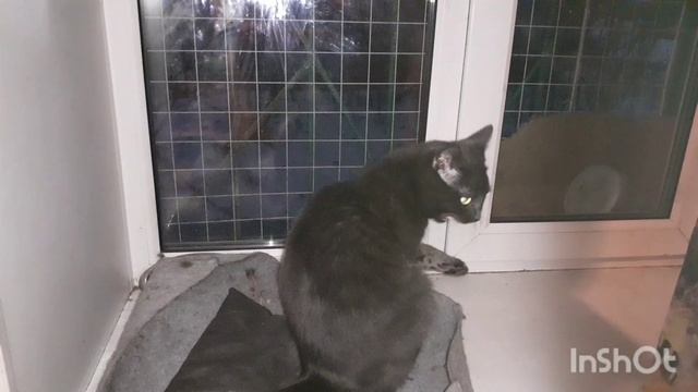 Тишка готовится ко сну.