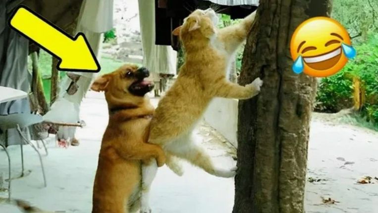 Лучшие смешные видео с кошками и собаками Засмеялся — проиграл 😅 ВИДЕО ПРИКОЛЫ