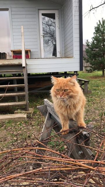 Альфушка помощник Ричика ❤️❤️❓
