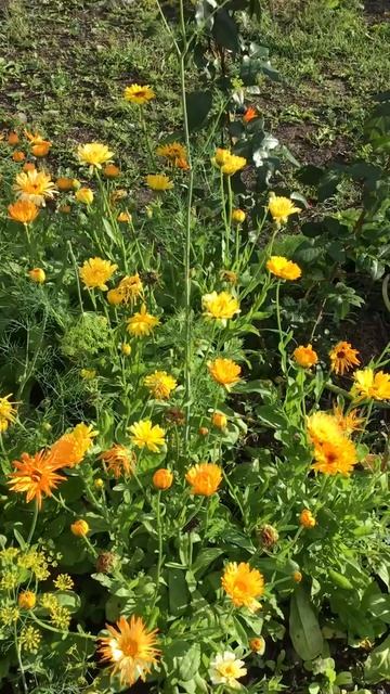 Ленинградская область. Хвойное. 16.07.2024. Дача. Обильно цветущая календула