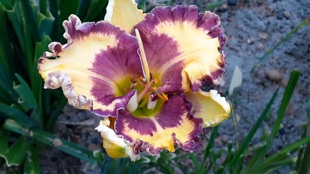 лилейник РУФИДЖИ (Vlasova' 2025)