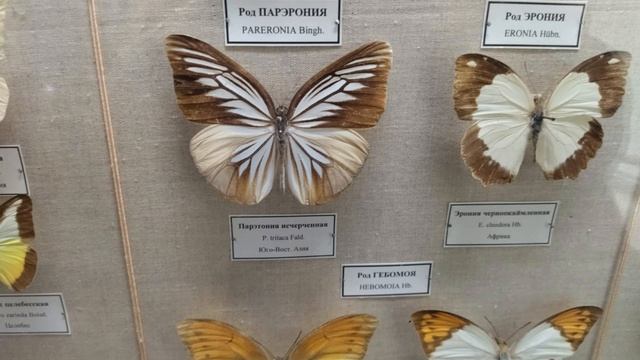 выставка бабочек