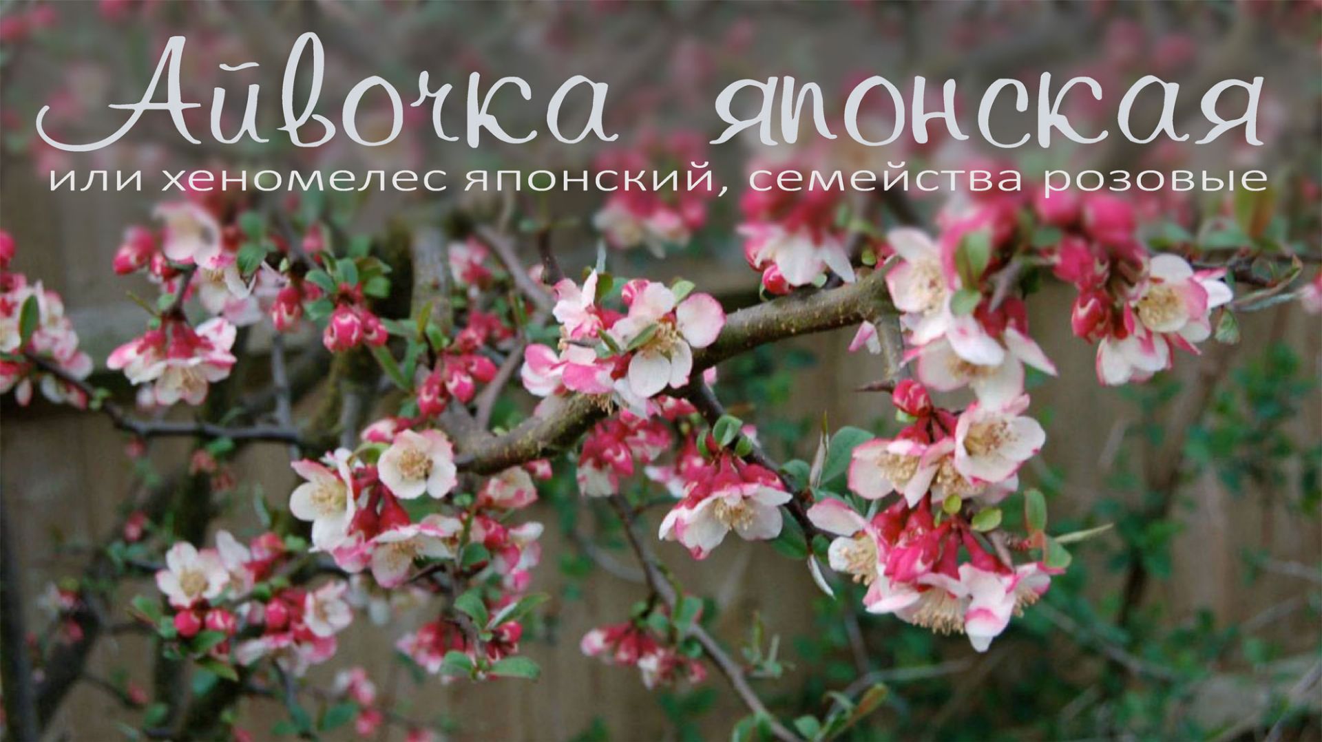 Айва японская