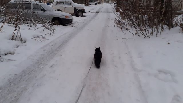 Мишка на прогулке.