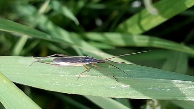 клоп слепняк