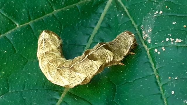 Гусеница совки садовой черноватой (Melanchra persicariae)