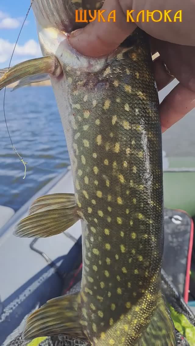 🔥 Чего-то не хватает... 🔥 #рыбалка #щука #спиннинг