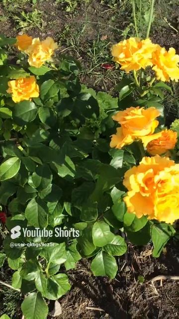 Ленинградская область. Хвойное. 16.07.2024. Дача. Обильно цветущий куст роз оранжевых