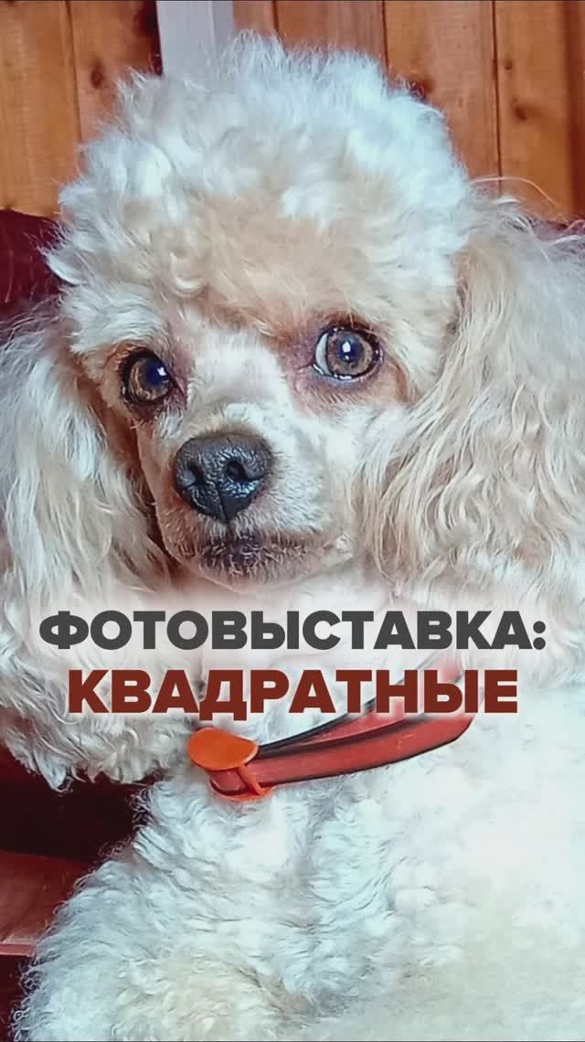 Фотовыставка: Квадратные | Часть 1