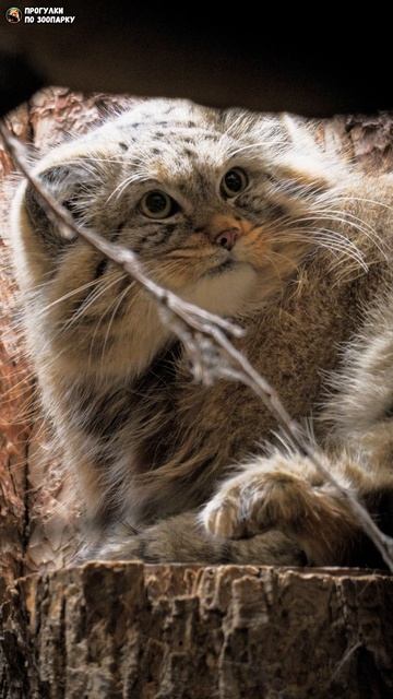 Кто-то помешал умываться манулу Шу. Ленинградский зоопарк