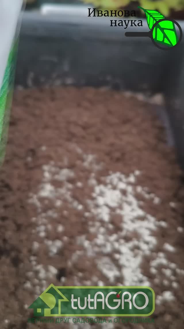 ЭТО СРЕДСТВО ПРЕВРАЩАЕТ ЛЮБУЮ ЗЕМЛЮ В ЧЕРНОЗЁМ! Чем улучшить грунт для рассады и пересадки растений.