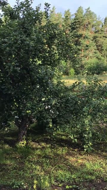 Ленинградская область. Хвойное. 16.07.2024. Дача. Яблони в плодах