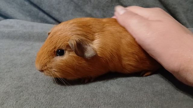 Английский селф золотой