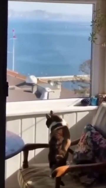 Кот любуется морским пейзажем.