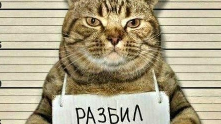 Смешное видео. Приколы с животными.