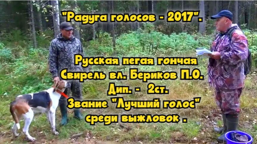Русская пегая гончая  Свирель вл. Бериков П.О.#охотасгончей#собака #животные #топ #hunting