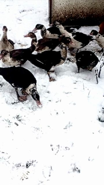 Индоутки на зимней прогулке