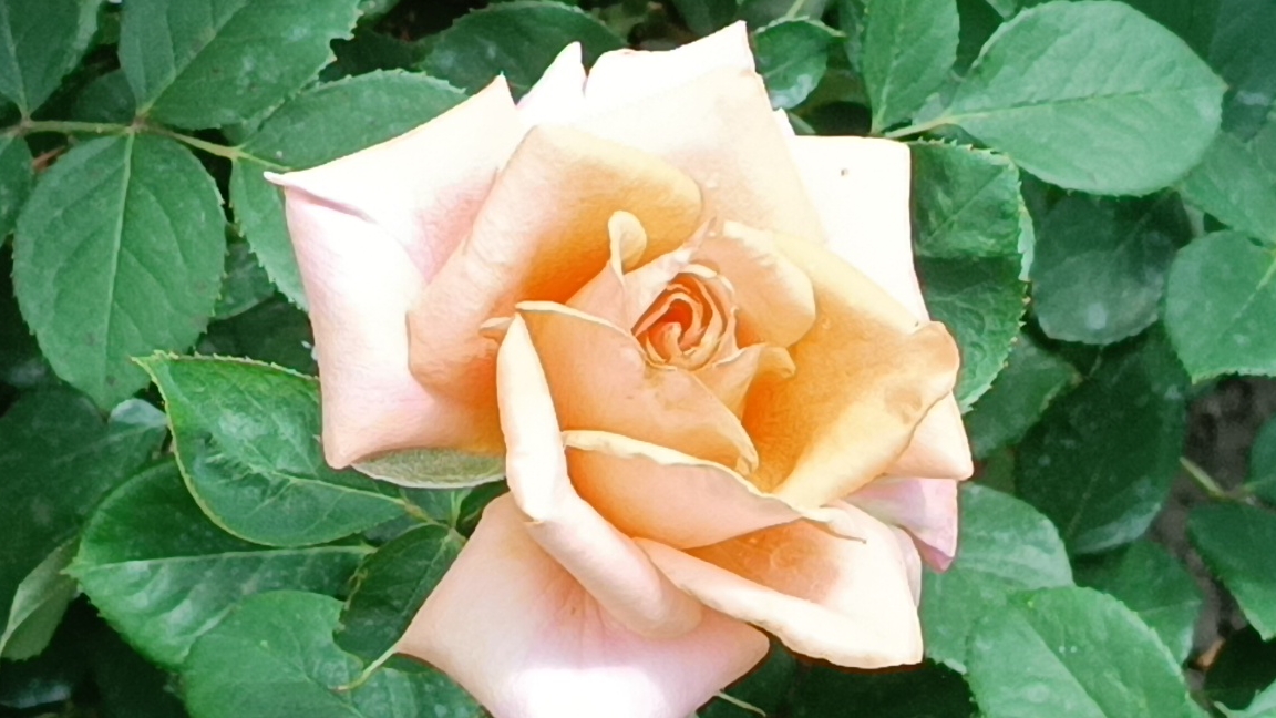 Сильная и элегантная роза. Одна из любимых.