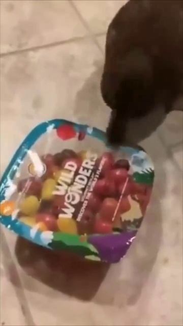 Нежное утро котенок ласкает спящего пса.