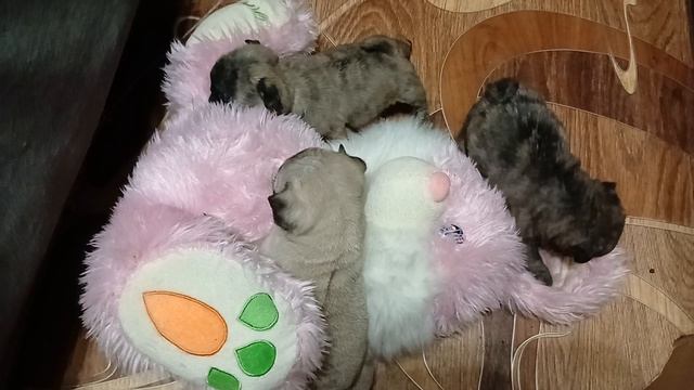 мопсики щеночки