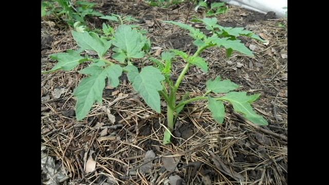 Выращивание помидоров. Практический опыт.