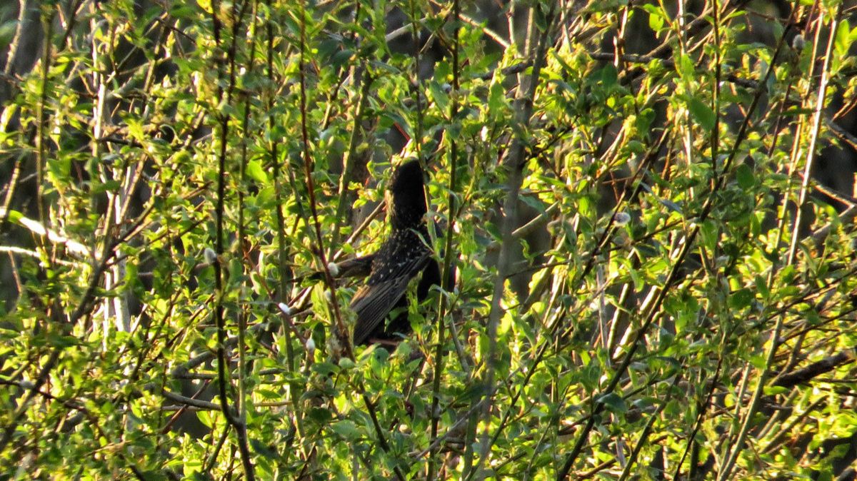 Птицы в кустах
