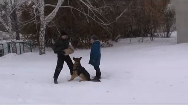 Верона Дель Тигрис 2016