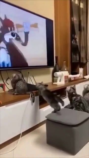 Слишком серьезная игра между двумя котами