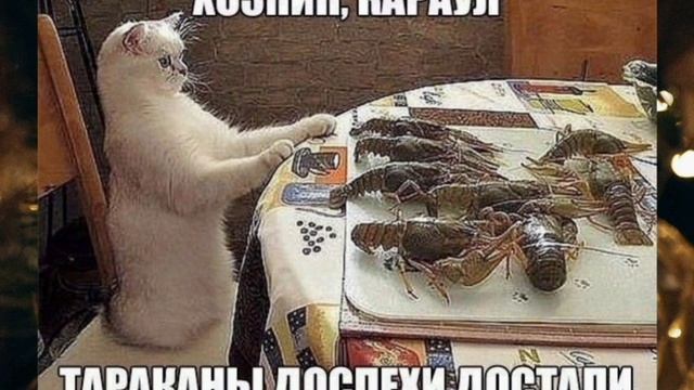 Анекдоты, юмор, статусы, приколы 😁