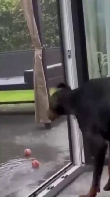 Ожидание vs. Реальность Собака и щенки.