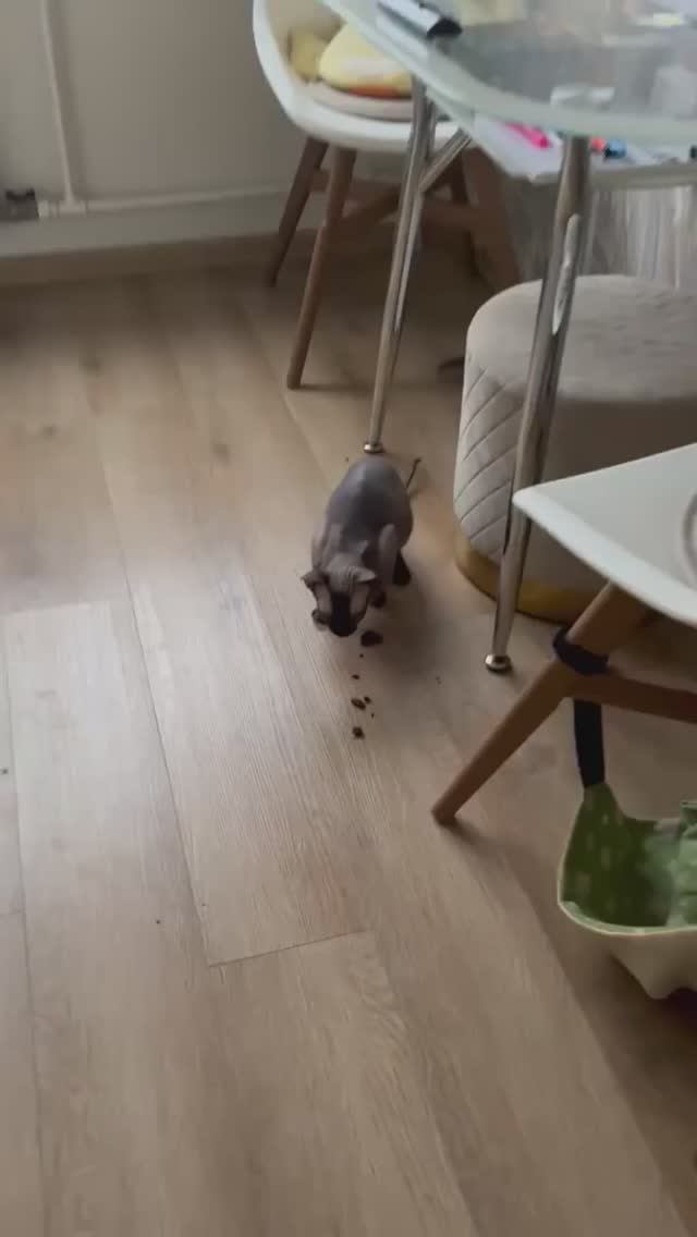 #Сфинкс едят свеклу #кошки #петерболд #смешныевидеоживотные