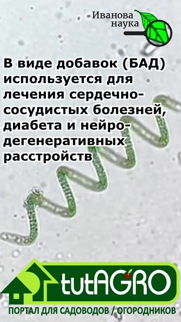 САМАЯ ЛУЧШАЯ РАССАДА - ТОЛЬКО ТАК! Для рассады, сада и огорода используйте это природное средство.