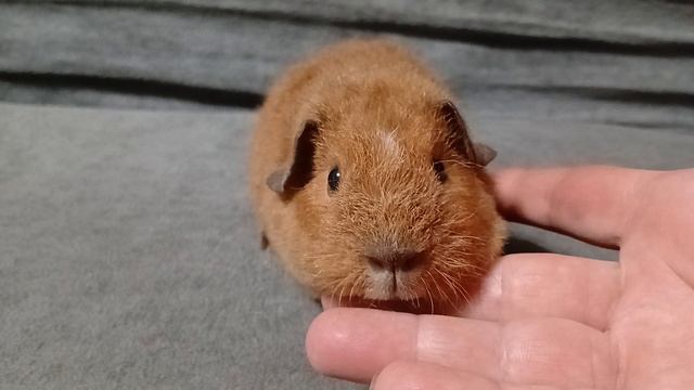 американский тедди золотой с белым из питомника ZLATO VLASKA