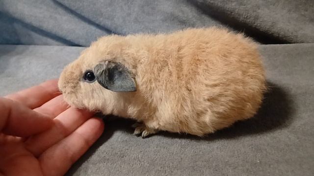 американский тедди кремовый калифорния, ч.п.