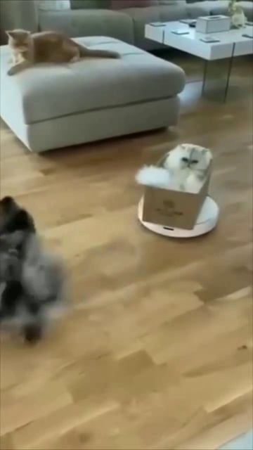 Щенок пытается сбежать из синего плена!