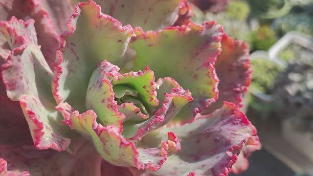 Суккуленты, уличный обзор, часть 3