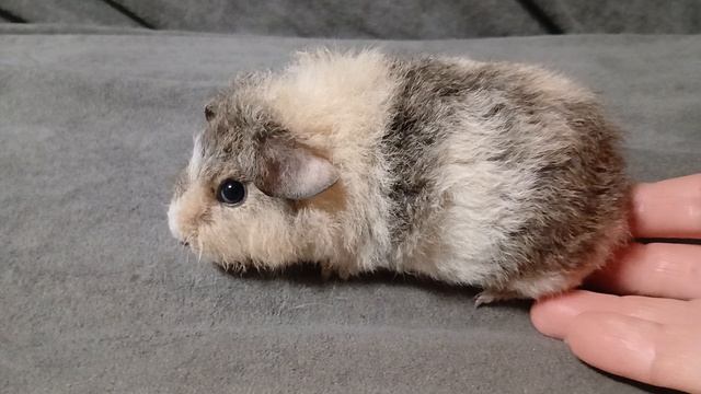 американский тедди крем с белым, кремовый агути, чалый