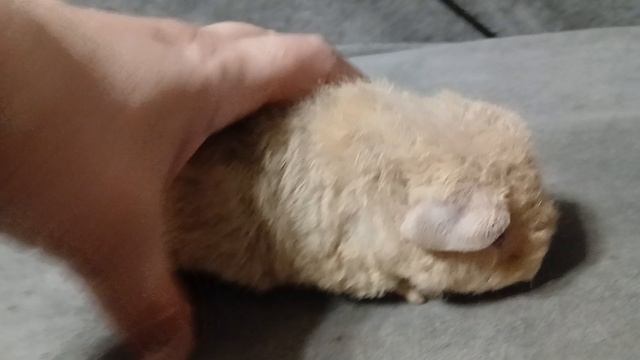 американский тедди лилово-кремовый