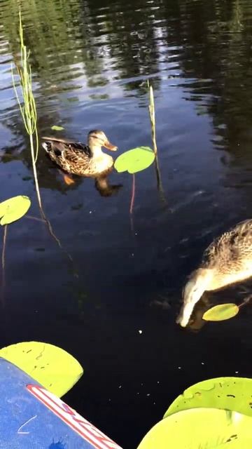 Ленобласть.16.07.2024.. Часть 70. Утята. На завтрак приплыли двое уже повзрослевших утенка, без мамы