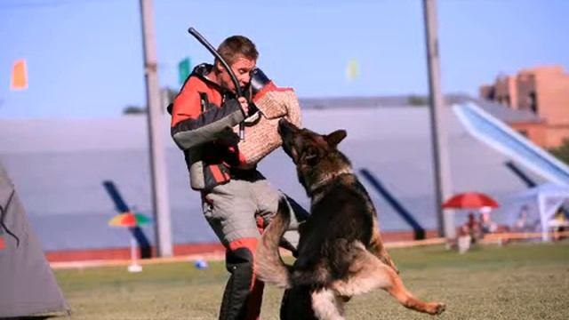 Монопородная выставка НО г. Омск Герман Из ТД