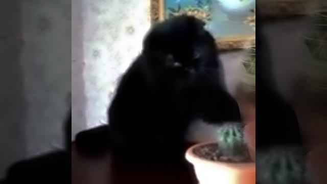 эдит с кактусом