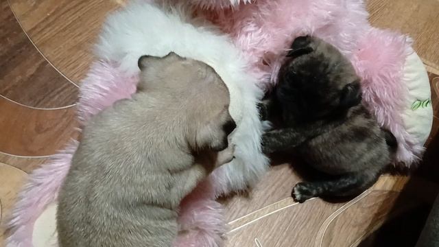 щенки мопса тигровые и бежики